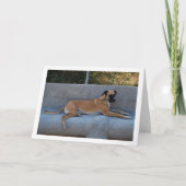 Carte Portrait de chien couché (Devant)