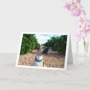 Carte Portrait de chien dans le verger