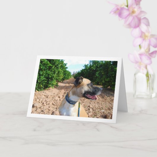 Carte Portrait de chien dans un verger (Orchidée)