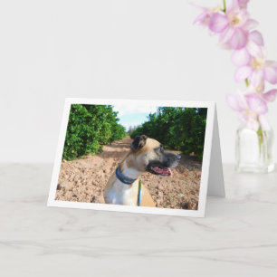 Carte Portrait de chien dans un verger