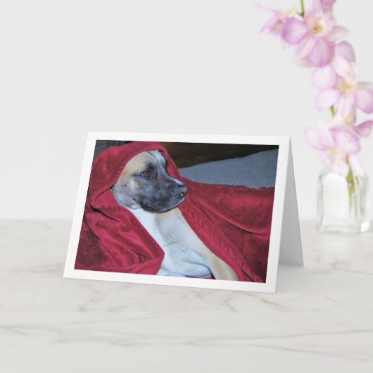 Carte Portrait de chien dans une couverture rouge (Orchidée)