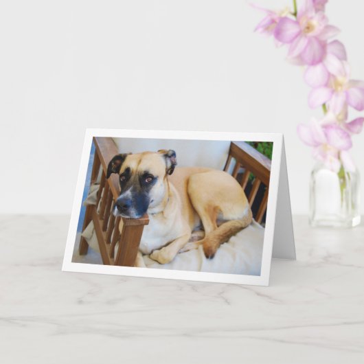 Carte Portrait de chien en chaise (Orchidée)