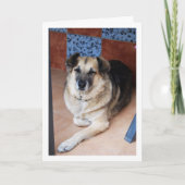 Carte Portrait de chien et de carreaux (Devant)