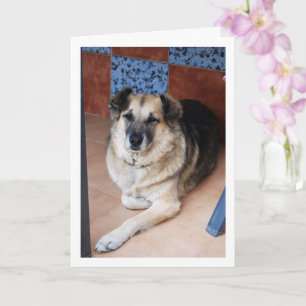 Carte Portrait de chien et de carreaux