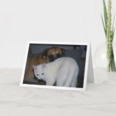 Carte Portrait de chien et de chaton blanc (Devant)