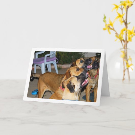 Carte Portrait de chiens assis (Fleur jaune)