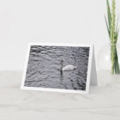Carte Portrait de cygne dans un lac (Devant)