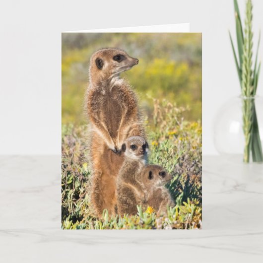 Carte Portrait de famille de suricates (Devant)