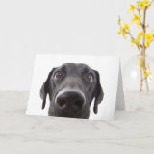 Carte Portrait de fermeture Black Labrador (Fleur jaune)