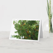 Carte Portrait de fruit d'abricot sur l'arbre (Devant)