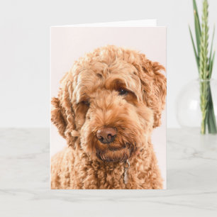 Carte Portrait de Goldendoodle Studio