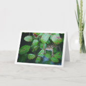 Carte Portrait de grenouille dans un étang feuillu (Devant)