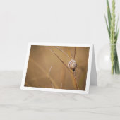 Carte Portrait de la coque de l'escargot de champ (Devant)