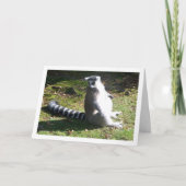 Carte Portrait de lémurien à queue annelée (Devant)