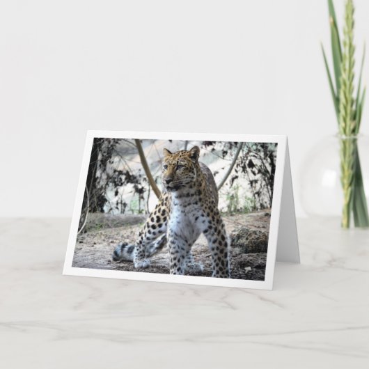 Carte Portrait de léopard (Devant)
