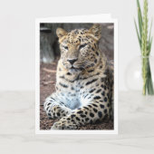 Carte Portrait de léopard (Devant)