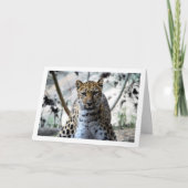 Carte Portrait de léopard (Devant)