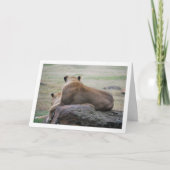 Carte Portrait de lionne (Devant)