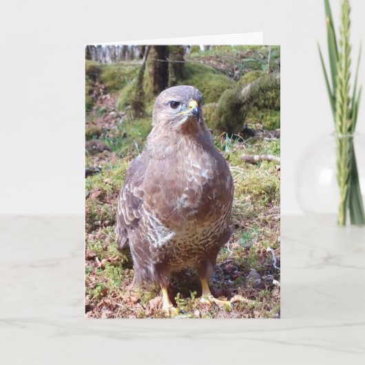 Carte Portrait de nature de Buse commune rapace frappant (Devant)