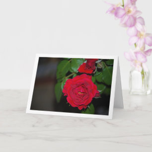 Carte Portrait de nuit à la rose rouge