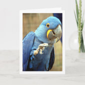 Carte Portrait de perroquet bleu (Devant)