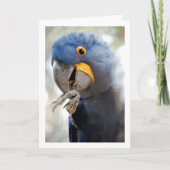 Carte Portrait de perroquet bleu (Devant)