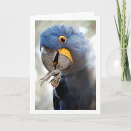 Carte Portrait de perroquet bleu (Devant)