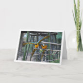 Carte Portrait de perroquets bleu et jaune (Devant)