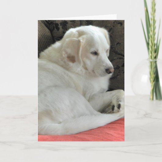 Carte Portrait de petit chien blanc mignon (Devant)