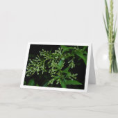 Carte Portrait de plante de jasmin la nuit (Devant)