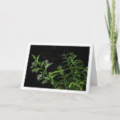 Carte Portrait de plante de jasmin la nuit (Devant)