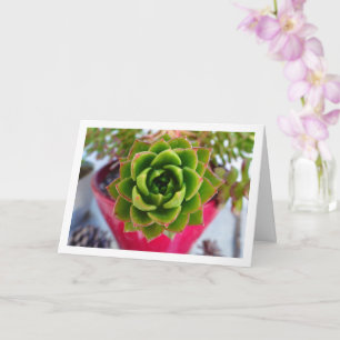 Carte Portrait de plante grasse