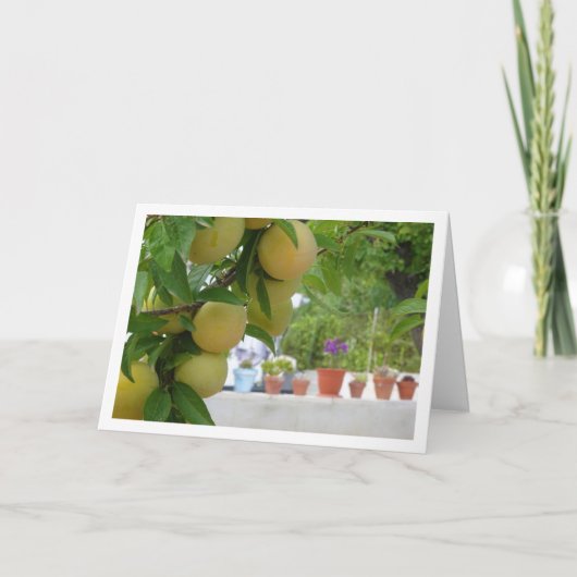 Carte Portrait de prune jaune (Devant)