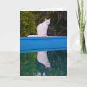 Carte Portrait de réflexion de chat blanc (Devant)