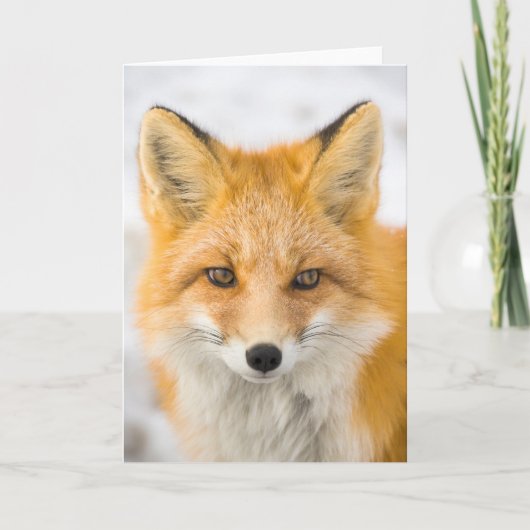 Carte Portrait de renard roux (Devant)