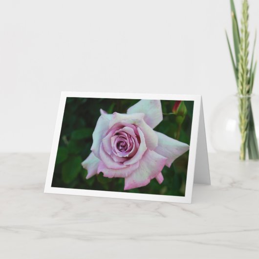 Carte Portrait de rose lilas (Devant)
