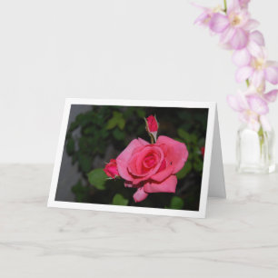 Carte Portrait de rose rose et boutons de rose