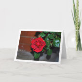 Carte Portrait de rose rouge la nuit (Devant)