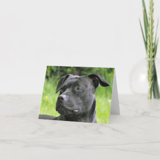 Carte Portrait de Staffordshire Bull Terrier