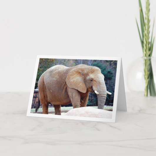 Carte Portrait d'éléphant (Devant)