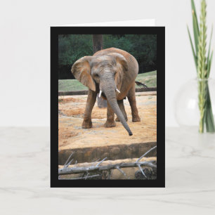 Carte Portrait d'éléphant d'Afrique