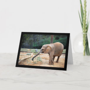 Carte Portrait d'éléphant d'Afrique dans un parc