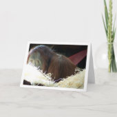 Carte Portrait d'orang-outan (Devant)