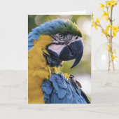 Carte Portrait du profil de la perroquet macaw (Fleur jaune)