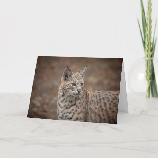 Carte Portrait d'un Bobcat (Devant)