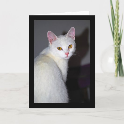 Carte Portrait d'un chat blanc (Devant)