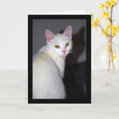 Carte Portrait d'un chat blanc (Fleur jaune)