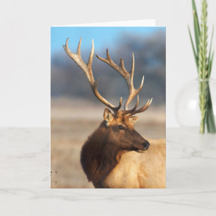 Carte Portrait d'un superbe élan mâle