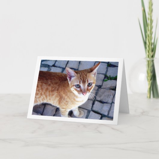 Carte Portrait Ginger Kitten (Devant)