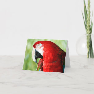 Carte Portrait Macaw